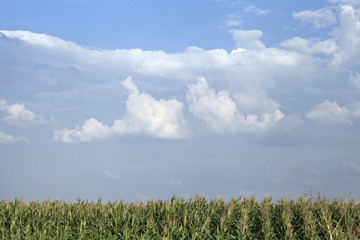 Corn field