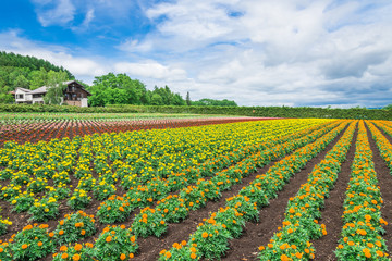 北海道　富良野　花畑