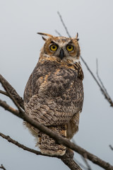 Great Horned Owl, Bubo virginianus, Sand Lake South Dakota