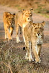 Obraz na płótnie Canvas Line of Lions