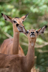 Female Impala