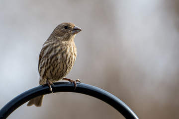 House Finch