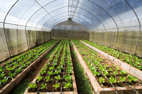 Vegetable Farm, Indoor Cabbage And Salad Vegetable Farm,Thailand