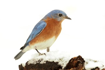 Male Eastern Bluebird in Snow