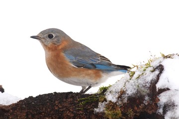 Female Eastern Bluebird in Snow