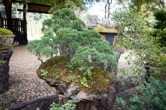 bonsai, a nice form of bonsai pine tree pottery in the garden