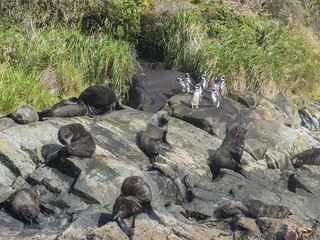 Magellanpinguine und Seel&ouml;wen