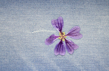 Dried flower on denim fabric background