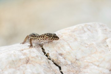 Gecko lizard on rocks