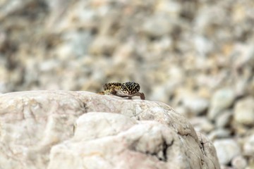 Gecko lizard on rocks