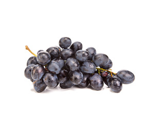 Branch of black ripe grapes.