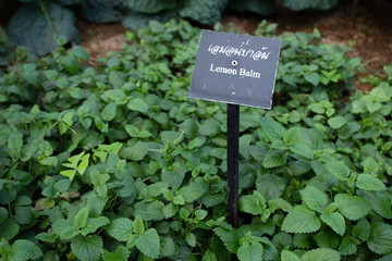 lemon balm, natural herb Lemon balm in the garden with name tag