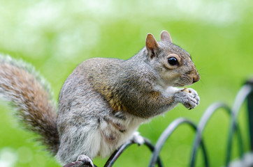 Grey Squirrel