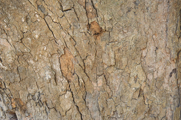 Tree bark background