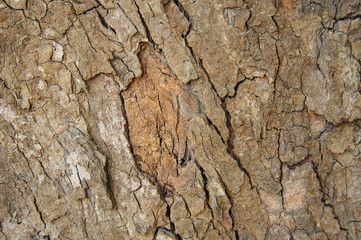 Tree bark background