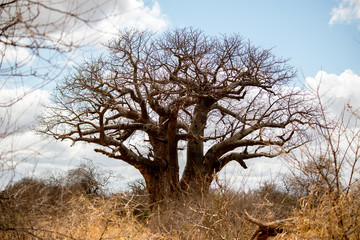 Baobab Tree