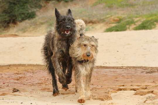 Zwei Hunde am Strand