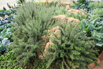 Rosemary, Bush of Rosemary tree growing in the garden, Thailand