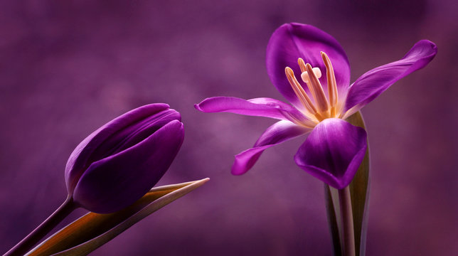 Fototapeta Fototapeta Fioletowe tulipany na ciemnym tle na wymiar