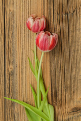 Tulpen auf altem Holz