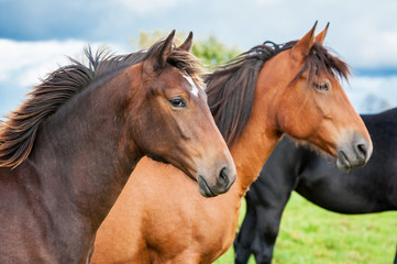 Fototapeta na wymiar Portrait of two horses in the herd