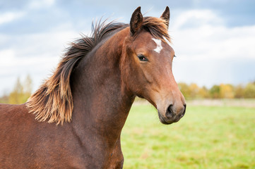 Fototapeta na wymiar Portrait of beautiful bay horse with unusual mane color