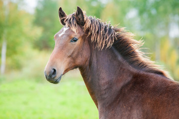 Fototapeta na wymiar Portrait of beautiful young bay horse in summer