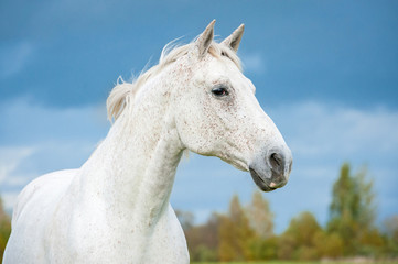 Obraz na płótnie Canvas Portrait of white horse on blue sky background