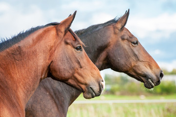 Portrait of two horses in summer