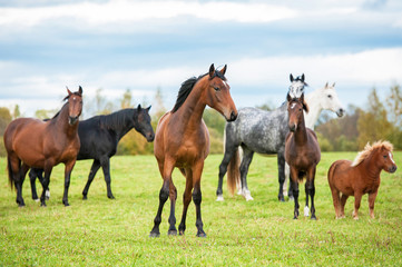 Herd of horses standing on the pasture in summer