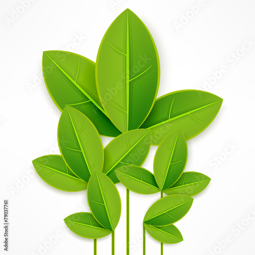 "Branch with green leaves on white" Stock image and royalty-free vector files on Fotolia.com