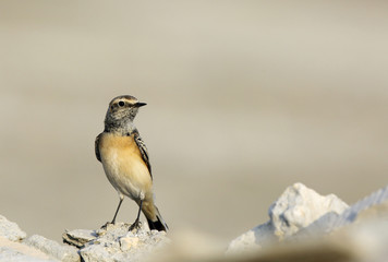 Pied Wheatear in Busaiteen beach Bahrain