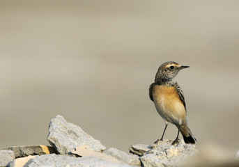 Beautiful Pied Wheatear