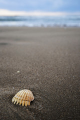 shell on beach