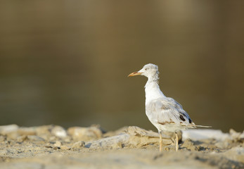 Obraz premium The slender-billed seagull in the golden light