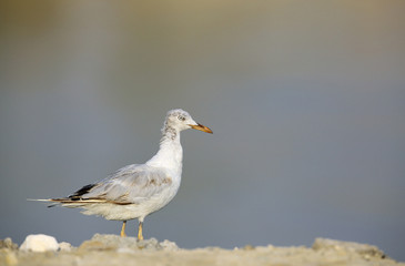 Juvenile slender-billed seagull