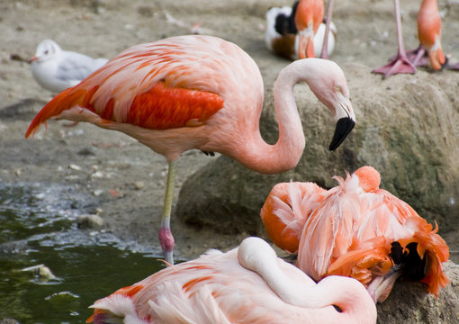 Flamingos bei der Pflege
