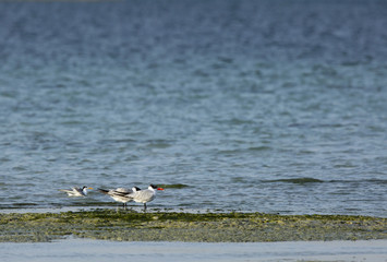 Caspian tern and lesser crested tern