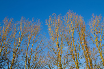 Obraz na płótnie Canvas Bäume im Winter