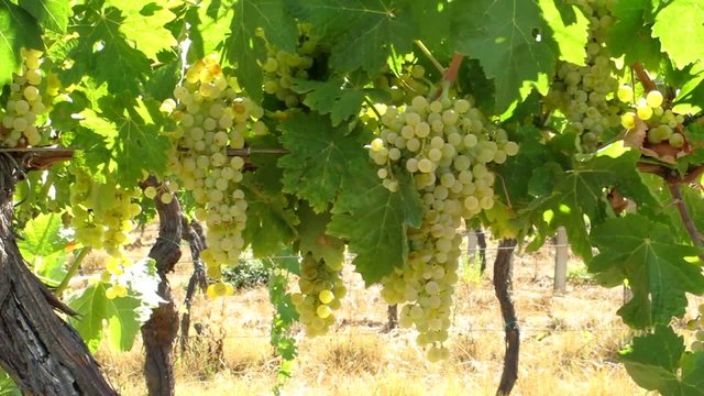 Grappoli di Trebbiano - White Grapes