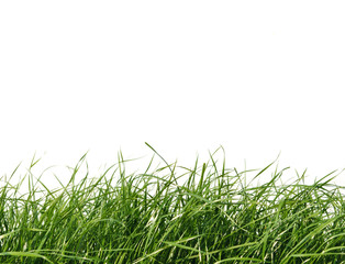 Green grass isolated on white background
