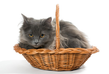 Fototapeta na wymiar Persian kitten in a basket