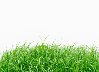 Green grass isolated on white background