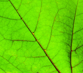 Fototapeta na wymiar Green leaf macro shot