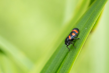 Naklejka premium Blutzikade