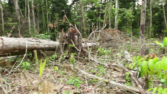 Tropical rainforest felled for slash and burn agriculture