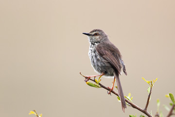 Fleckenprinie (Prinia maculosa)