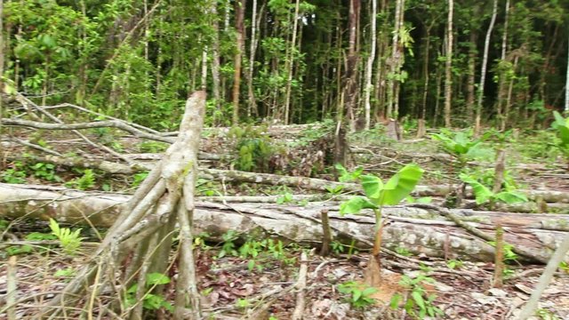 Tropical rainforest felled for slash and burn agriculture