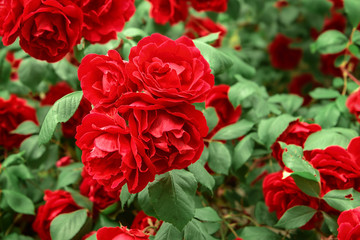 red roses