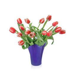 fresh tulips in vase, isolated on white background